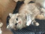 Seal sepia tabby mackerel bicolor mitted ragdoll (fok) poes, Poes, Gechipt, 0 tot 2 jaar