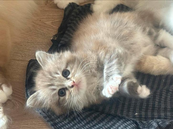 Seal sepia tabby mackerel bicolor mitted ragdoll (fok) poes, Dieren en Toebehoren, Katten en Kittens | Raskatten | Langhaar, Poes