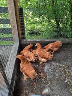 New hampshire kippen toompje, Meerdere dieren, Kip