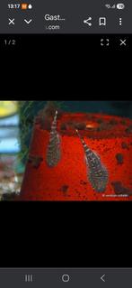 Gastromyzon ocellatus Chinese algeter, Vis