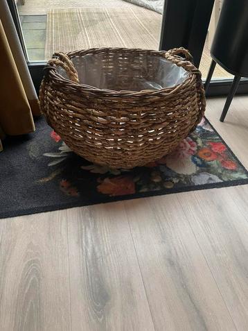 Grote planten mand beschikbaar voor biedingen