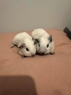 California witte beertje cavia, Cavia, Mannelijk, November, Tam