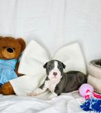 Amerikaanse Staffordshire pups, Dieren en Toebehoren, Honden | Jack Russells en Terriërs, CDV (hondenziekte), 8 tot 15 weken, American Staffordshire Terriër