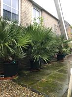 Tekoop aangeboden Chamaerops humilis meerstammig., Tuin en Terras, Planten | Bomen, In pot, Zomer, Volle zon, Ophalen