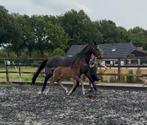 Mooie dressuur fokmerrie met veulen te koop aangeboden!, Dieren en Toebehoren, Paarden, Merrie, Dressuurpaard, Gechipt, 0 tot 2 jaar
