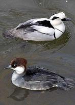 Siereenden, Dieren en Toebehoren, Pluimvee, Meerdere dieren, Eend