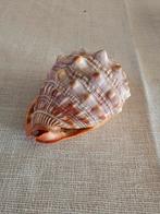 Grote Schelp - Decoratie, Ophalen of Verzenden, Gebruikt, Overige soorten, Overige typen
