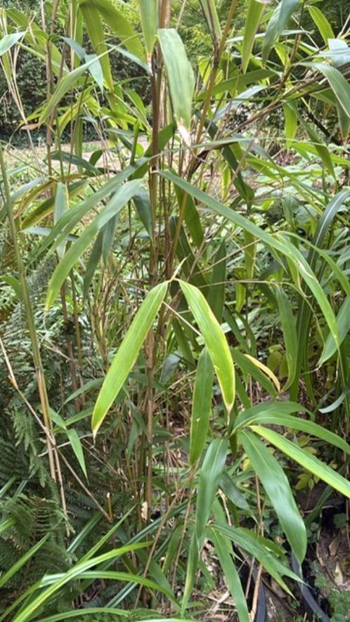 op bamboe inschrijven: 26 en 27 aug. - ophalen na 19 sept., Tuin en Terras, Planten | Tuinplanten, Vaste plant, Siergrassen, Halfschaduw