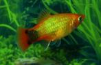 Platy neon marigold en yellow mickey, Vis