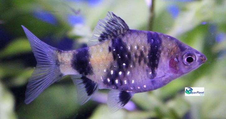 Purperkop Barbeel, Dieren en Toebehoren, Vissen | Aquariumvissen, Zoetwatervis, Vis, Schoolvis