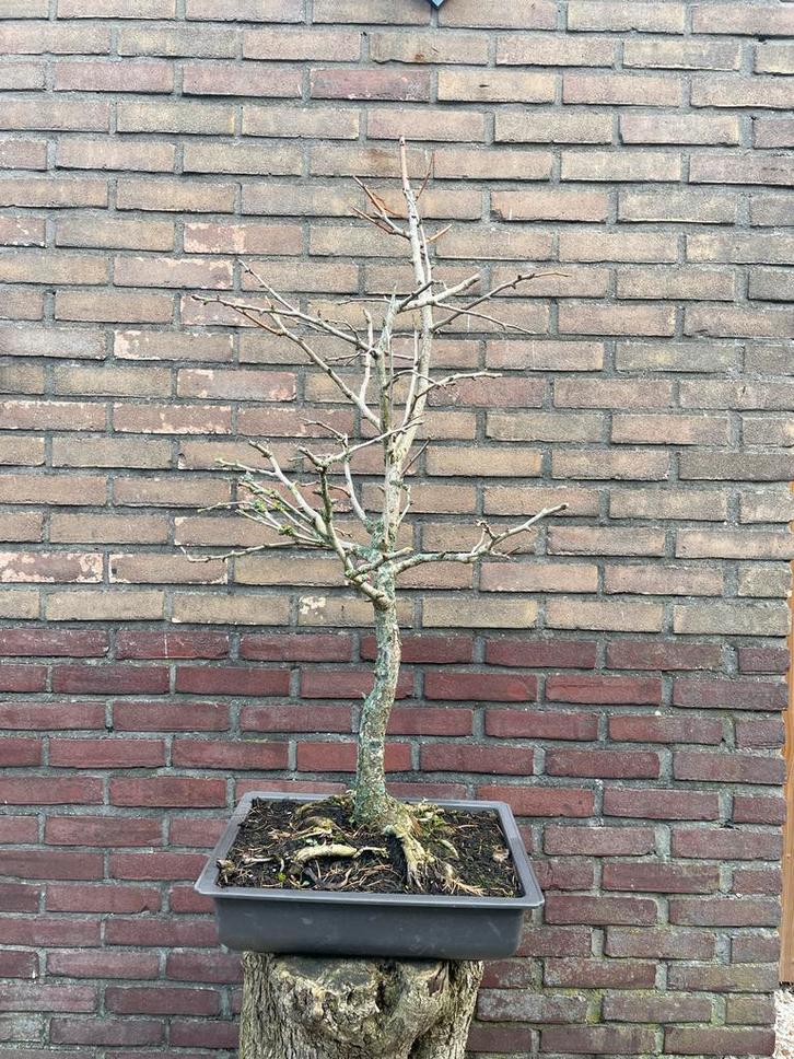 Gingko biloba Bonsai - Japanse Notenboom, 15 jaar oud, Tuin en Terras, Planten | Tuinplanten, Vaste plant, Overige soorten, Volle zon