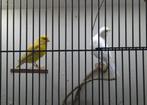 2 Kanarie mannen, Dieren en Toebehoren, Vogels | Kanaries, Mannelijk, Kleurkanarie