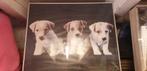 Foto van 3 Jack Russell Puppies, Minder dan 50 cm, Ophalen of Verzenden, Zo goed als nieuw, Foto of Poster
