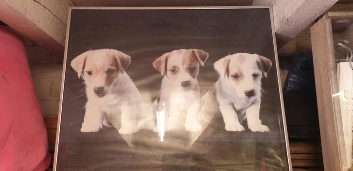 Foto van 3 Jack Russell Puppies, Huis en Inrichting, Woonaccessoires | Schilderijen, Tekeningen en Foto's, Zo goed als nieuw, Foto of Poster