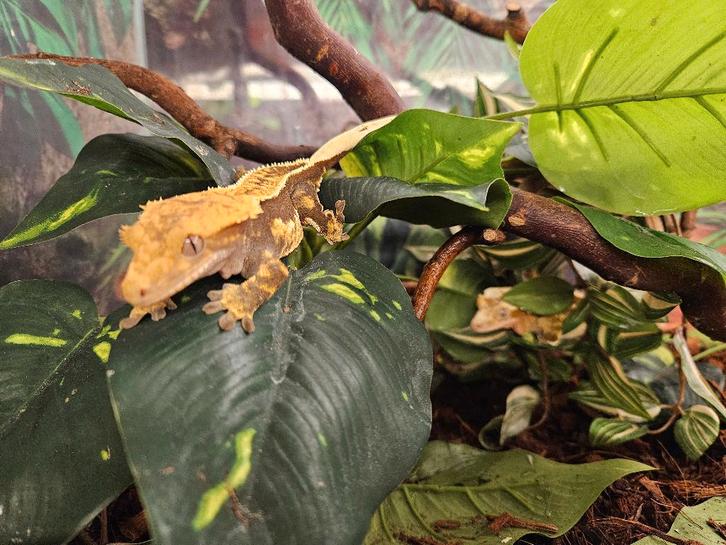 Correlophus ciliatus Wimpergekko's, Dieren en Toebehoren, Reptielen en Amfibieën, Hagedis, 0 tot 2 jaar