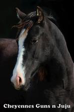 American Paint, American Quarter en American Indian Horse, Dieren en Toebehoren, Paarden, Minder dan 160 cm, Gechipt, Niet van toepassing