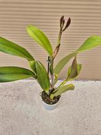 Orchidee Cattleya p12 (3)