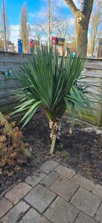 2 Mooie yukka Palmbomen  te koop, Tuin en Terras, Planten | Bomen, Bloeit niet, 100 tot 250 cm, Palmboom, Ophalen