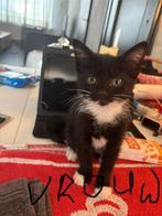 Kittens, Dieren en Toebehoren, Katten en Kittens | Overige Katten, Meerdere dieren, 0 tot 2 jaar