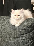 Lieve brits langhaar mannetjes, Dieren en Toebehoren, Katten en Kittens | Raskatten | Korthaar, Poes, Ontwormd, 0 tot 2 jaar