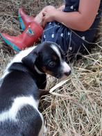 Jack russell/ boerenfox, Dieren en Toebehoren, Jack Russell Terriër, 8 tot 15 weken, Meerdere, Meerdere dieren