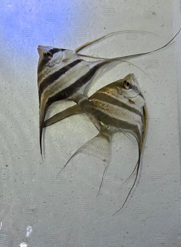 Pterophyllum Altum var Rio Vichada | wild caught beschikbaar voor biedingen