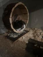 Te koop: goudhamster genaamt Hammie, Dieren en Toebehoren, Knaagdieren, Hamster, Mannelijk, Tam, Oktober
