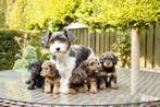 boomer x poedel /maltipo, Poedel, 8 tot 15 weken, CDV (hondenziekte), Meerdere