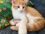 Kittens kruising 💯 Ragdoll x Rode buurtkater ️, Dieren en Toebehoren, Katten en Kittens | Raskatten | Langhaar, Kater, Gechipt
