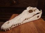 Unieke Schedel Nijlkrokodil – 37 cm – met CITES., Ophalen of Verzenden, Nieuw, Reptiel of Amfibie, Schedel