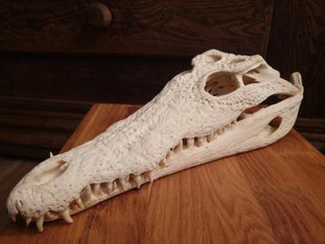 Unieke Schedel Nijlkrokodil – 37 cm – met CITES.  beschikbaar voor biedingen