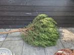 Boompje, Ophalen, Overige soorten, Minder dan 100 cm