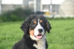 Berner Sennen pups, Dieren en Toebehoren, Honden | Bulldogs, Pinschers en Molossers, Rabiës (hondsdolheid), 15 weken tot 1 jaar