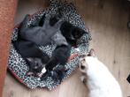 Halve ragdoll kittens, Dieren en Toebehoren, Katten en Kittens | Raskatten | Langhaar, Kater, Ontwormd, 0 tot 2 jaar