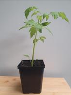Bio tomaten tomatenplanten - trostomaat/San Marzano/marmande, Zomer, Ophalen, Groenteplanten, Eenjarig