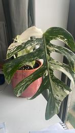Monstera Albo Variegata 2 leaves, Ophalen of Verzenden, Overige soorten, Minder dan 100 cm