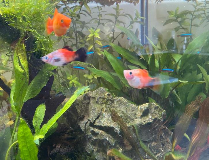 Baby platy’s | platy visjes | aquarium vissen, Dieren en Toebehoren, Vissen | Aquariumvissen, Zoetwatervis, Vis, Schoolvis