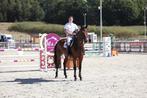 Dutch VIP Horses zoekt enthousiaste stalhulp/groom!, Stalling of Weidegang