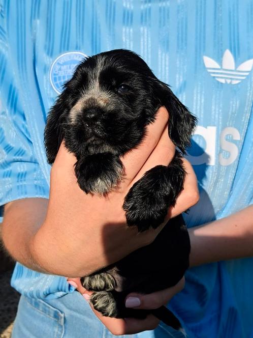 Mooie Engelse Cocker spaniel pups, Dieren en Toebehoren, Honden | Retrievers, Spaniëls en Waterhonden, Meerdere dieren, Overige rassen