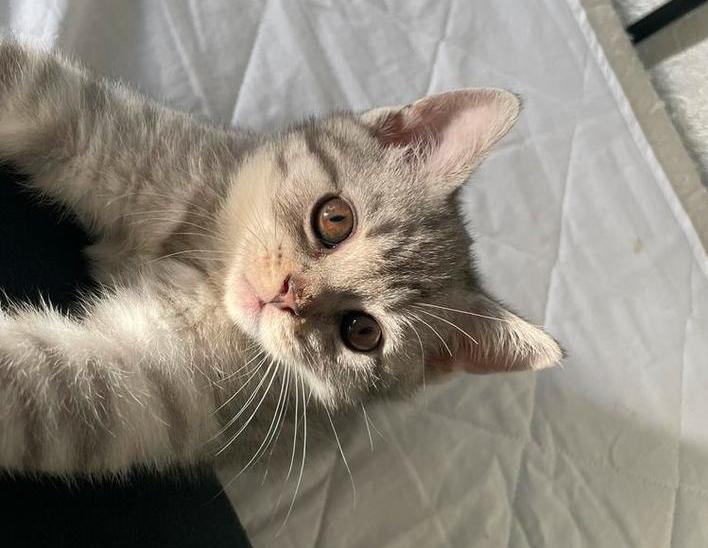 Britse korthaar kittens, Dieren en Toebehoren, Katten en Kittens | Dekkaters