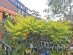 Rhus 'Tiger Eyes'  Prachtige boom in het najaar oranje/rood, Overige soorten, 100 tot 250 cm, Zomer, Ophalen