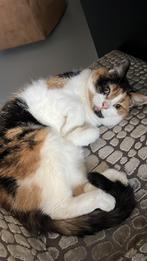 Liefste lapjeskat, Dieren en Toebehoren, Poes, Langharig, 6 jaar of ouder