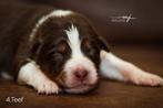 Australian Shepherd pups, Dieren en Toebehoren, Honden | Herdershonden en Veedrijvers, Fokker | Hobbymatig, Rabiës (hondsdolheid)