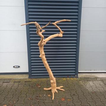 Mooie Javaboom - Decoratie beschikbaar voor biedingen