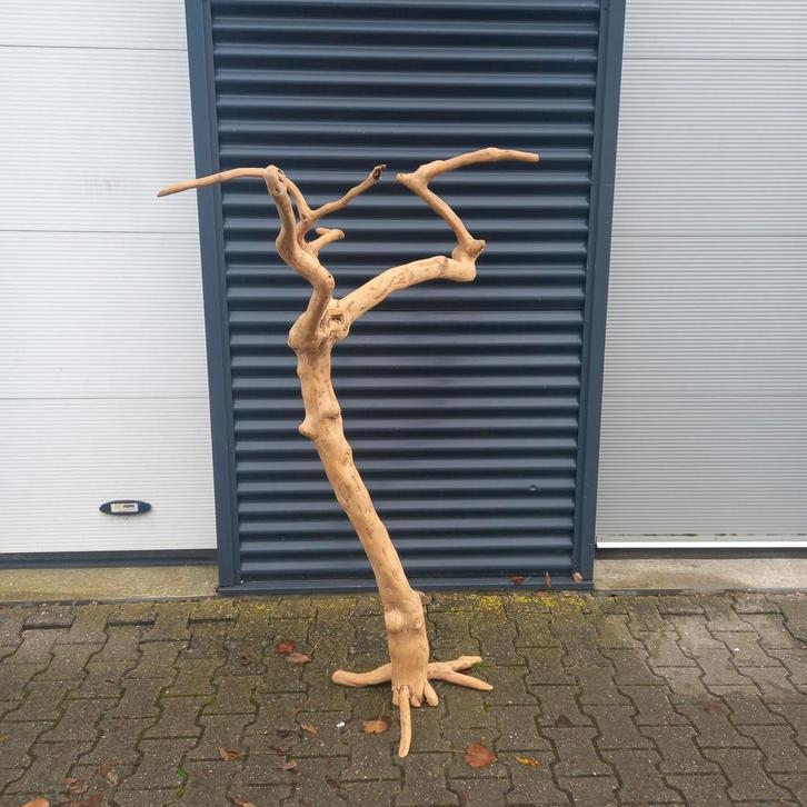 Mooie Javaboom - Decoratie, Tuin en Terras, Tuinstekers, Zo goed als nieuw, Ophalen