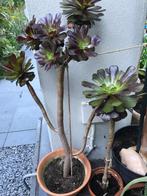 Aeonium rubrum, Tuin en Terras, Volle zon, Vaste plant, Bloeit niet, Ophalen