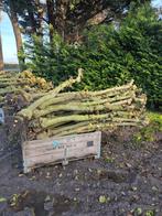 Appel stammen haardhout, Tuin en Terras, Minder dan 3 m³, Ophalen, Overige houtsoorten, Takken