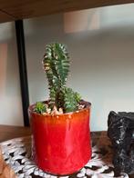 Euphorbia officinarum stekjes, Ophalen, Halfschaduw, Minder dan 100 cm