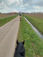 Boerderij kat gezocht, Dieren en Toebehoren, Ophalen