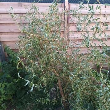 Krulwilg kronkelwilg tuinplant beschikbaar voor biedingen